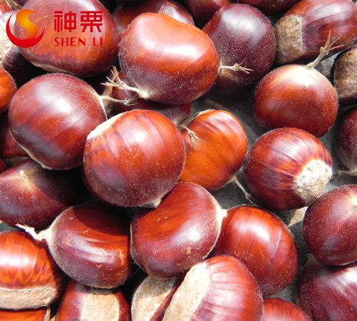 Organic Fresh Chestnut