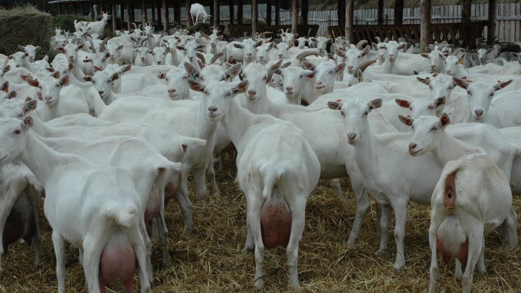 High Milking Saanen Goat