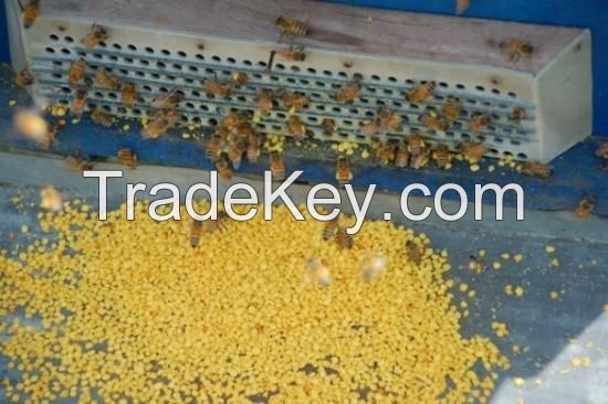 Bee pollen ( Tel/ whatsapp: 0084 907886929)