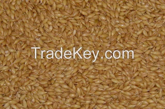 Barley Grains