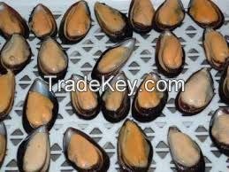 Frozen half shell blue mussel