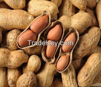 Peanuts in shell and without