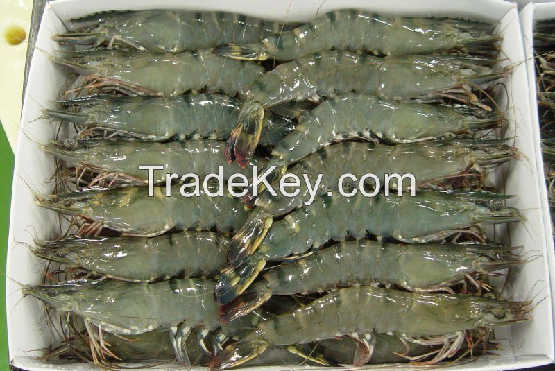 FROZEN BLACK TIGER PRAWNS