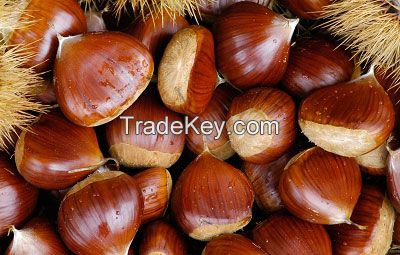 Chestnut