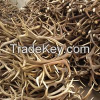 WHOLE RED DEER ANTLERS