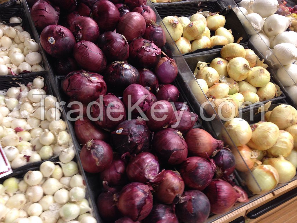 Fresh Red, Yellow and White Onions For Sale