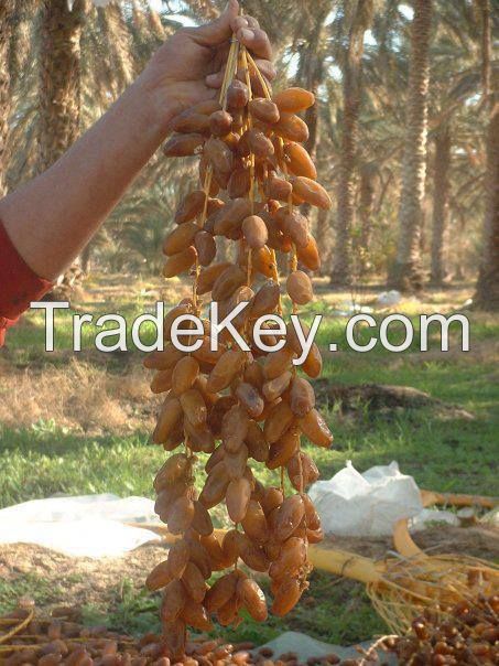 Tunisian natural deglet Nour dates