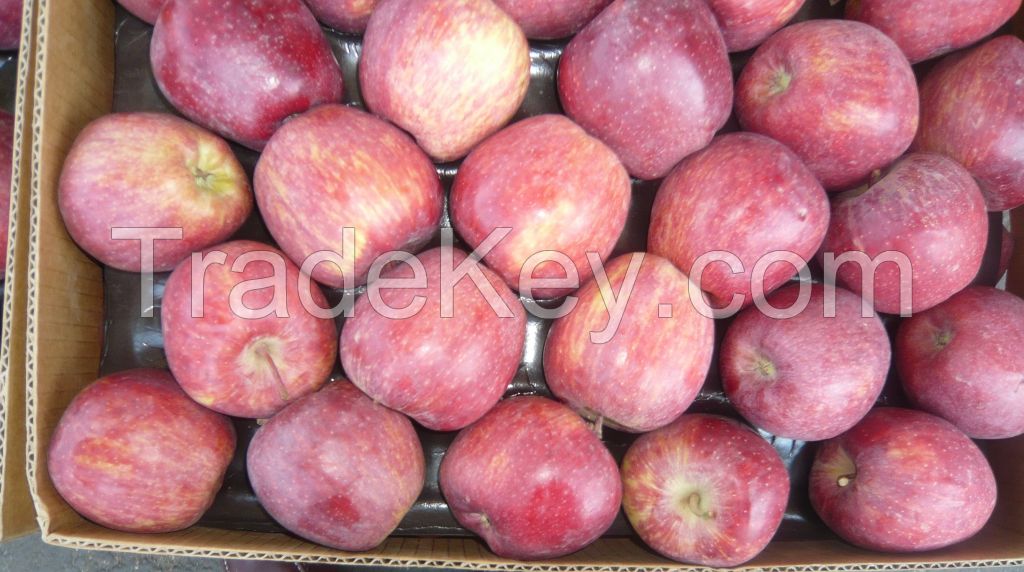 FRESH APPLE FRUITS