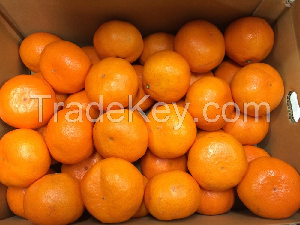 Top Quality Fresh Orange / Fresh Mandarin Orange / Fresh Naval Orange/ Fresh Valencia Orange