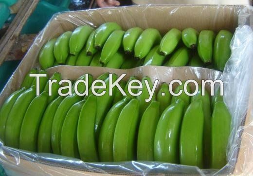 FRESH BANANA / FRESH GREEN CAVENDISH BANANA