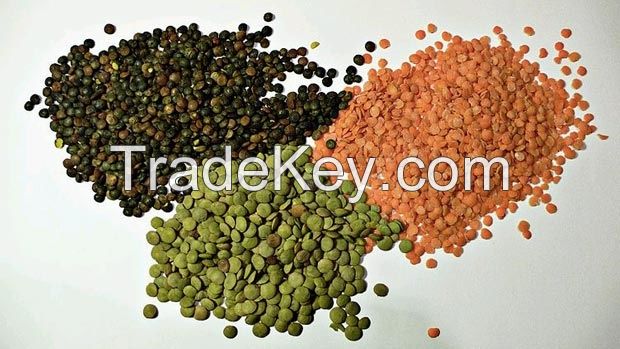 Red Lentils, Green Lentils Canada, Masoor Dal, Red Lentils, Green Lentils Split Red Lentils