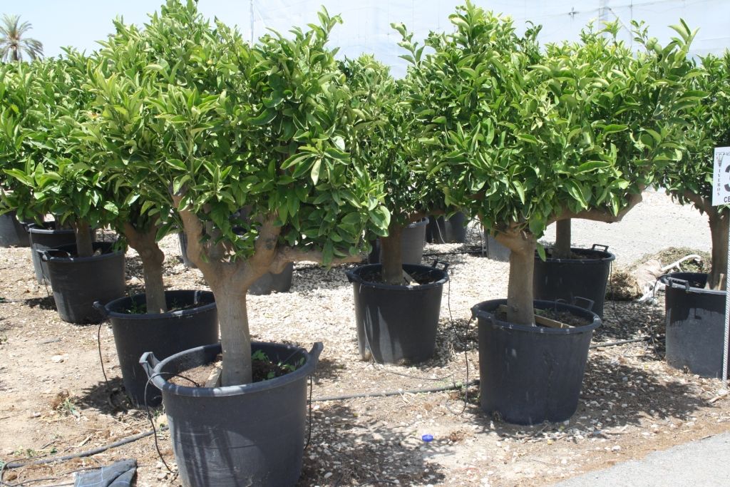 CITRUS TREES