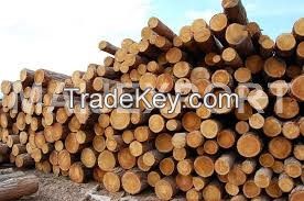 SPRUCE LOGS FROM UKRAINE