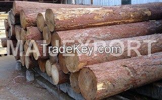 PINE / SPRUCE LOGS FROM UKRAINE