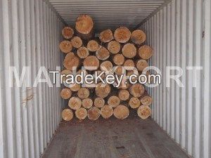 SPRUCE / FIR  LOGS FROM UKRAINE