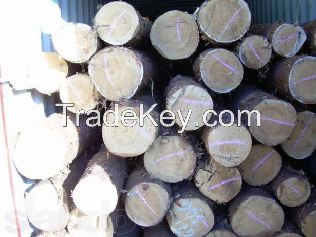 PINE WOOD LOGS FROM UKRAINE