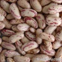 Sell All Light Speckled Kidney Bean 2012