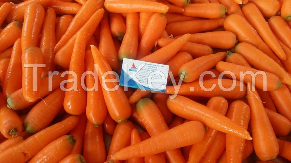 fresh carrot for sale