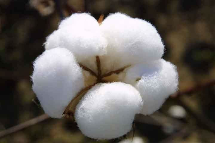 RAW COTTON on sale