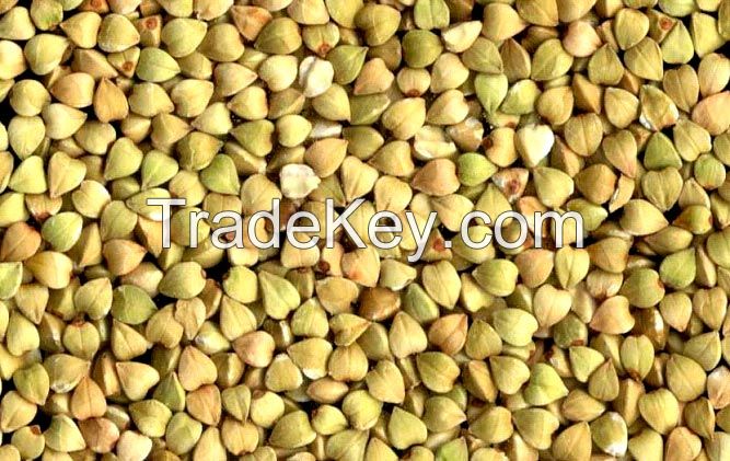 Buckwheat for sale, Cheap Buckwheat for sale, Buckwheat Hulled (out of shell Unroasted)