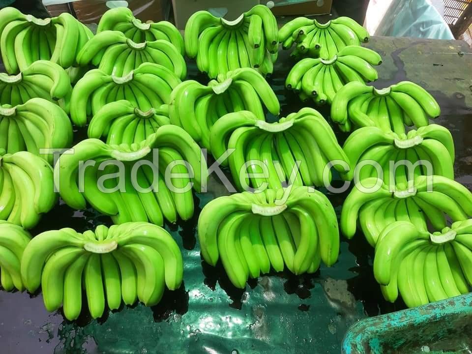 Ripe Bananas For Sale, Dwarf Banana, Gold Finger Banana, Cavendish Banana, Organic Fresh Bananas, Sweetheart Banana, Monkey Bananas Sale