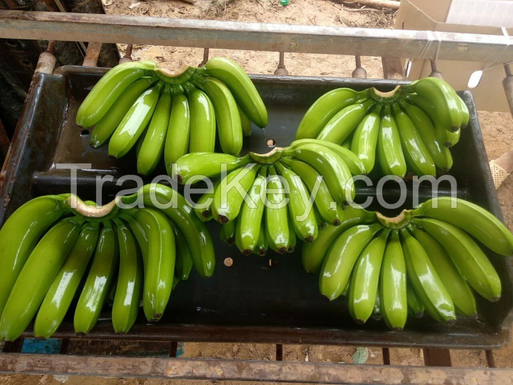 Sweetheart Banana, Banana Fruits for sale, Fresh Cavendish Bananas, Dwarf Bananas, Small Banana, Organic Bananas for Sale