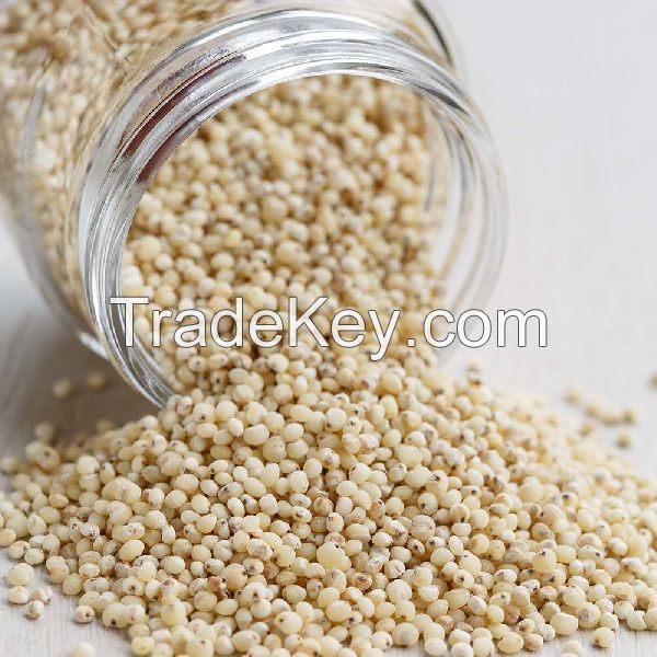 Buy White Sorghum Grains, Whole Grain Sorghum, Bulk Red Sorghum For Sale