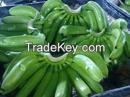 Fresh Green Cavendish, Aqua and Williams Bananas for Sale