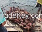 wild-catch Caribbean lobster, red snapper, conch