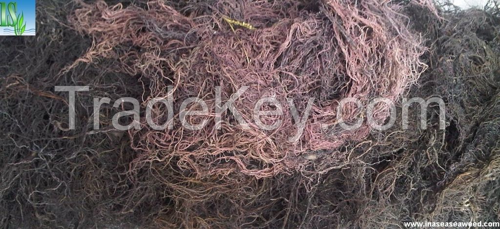 Best Quality Dried Gracilaria