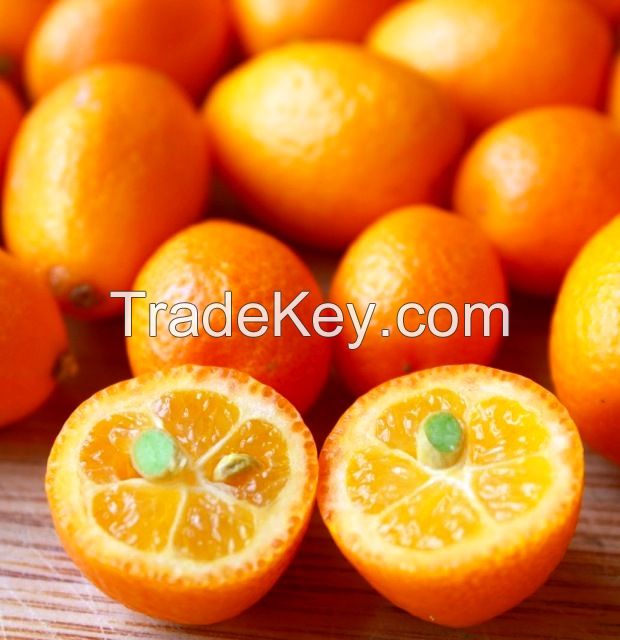 Fresh Kumquat Fruits