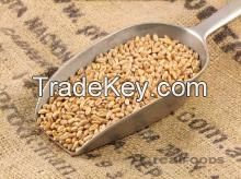 High Quality Wheat Grain for sale