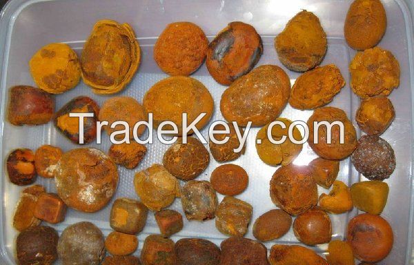 ox and cow gallstones