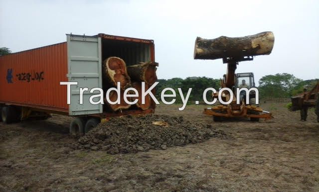 Saman wood logs