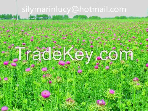 Sell Milk Thistle Extract powder uv80 usp34