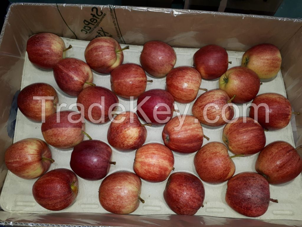 Sell Fresh South Africa 18.5 kg Apples , Gala Apple / Green Golden delicious Apple / Fuji Apple / Red Apple / Granny Smith Apple /Peaches