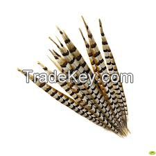 Sell Pheasant Tail Feather