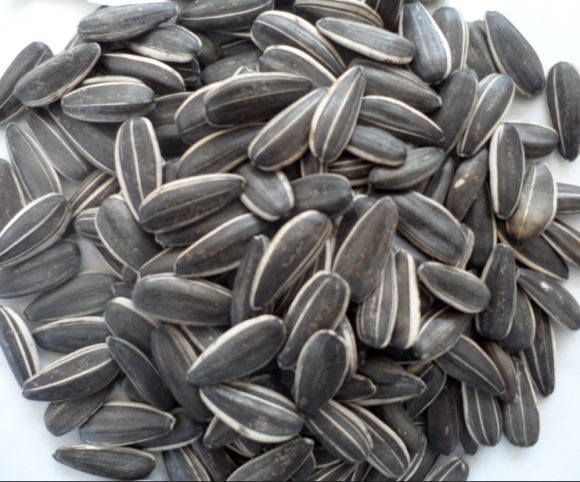 SUNFLOWER SEEDS 24/64