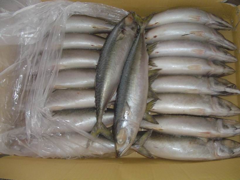 Frozen Pacific Mackerel Whole Round