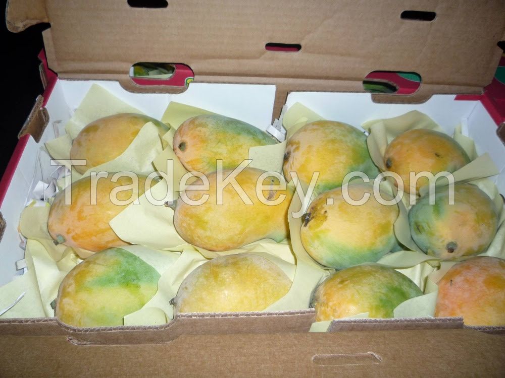 Fresh Mangoes Export Standard