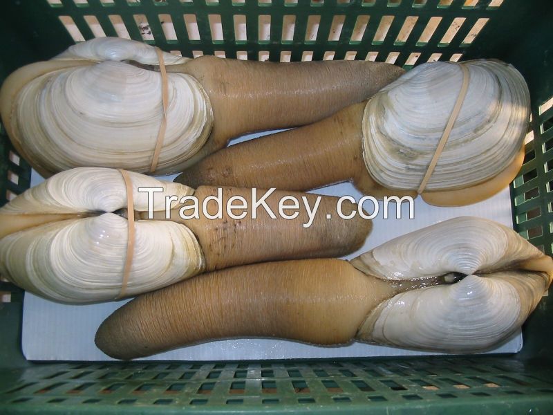 Live Geoduck Clams