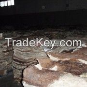 Wet Salted Cattle Hides