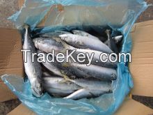 Frozen Atlantic Mackerel Fish and Atlantic Horse Mackerel Fish