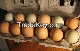 Farm Fresh Chicken Table Eggs Brown and White Shell Chicken Eggs