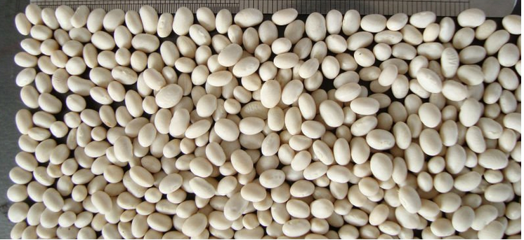 White Kidney Bean For Sale