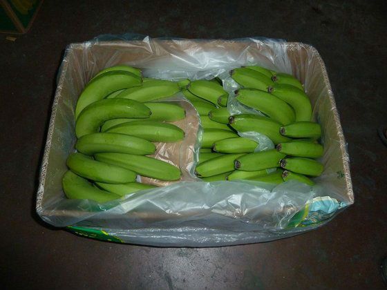 FRESH CAVENDISH BANANA