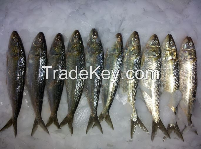 Sardine Fish