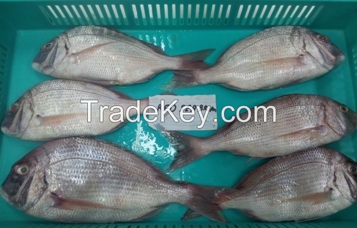 Red Sea Bream