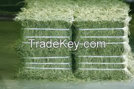 Alfalfa hay for amimal feed for sale