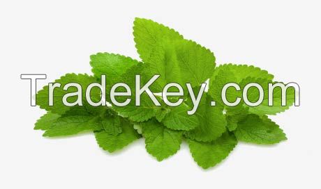 Lemon balm